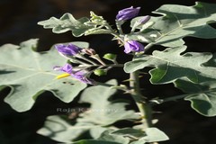 Solanum indicum